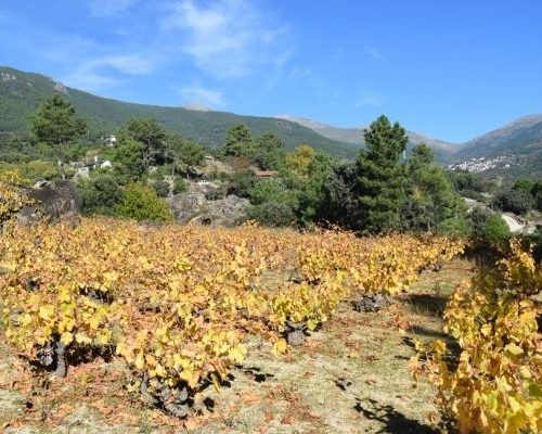 Enoturismo en la Sierra de Gredos
